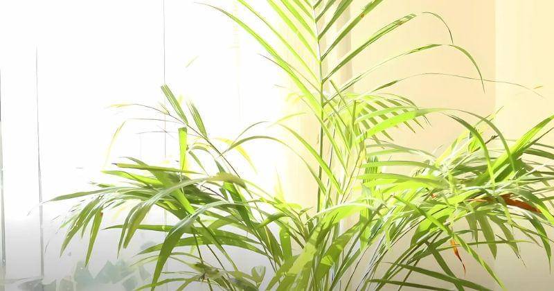 Youtube.com/GardenUp